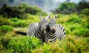safari i sydafrika